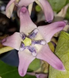 Purple Giant Milkweed, Crown Flower, Indian Bowstring Hemp, Giant Calotrope, Khmer Flower, Calotropis gigantea 'Purpurea', Asclepias gigantea